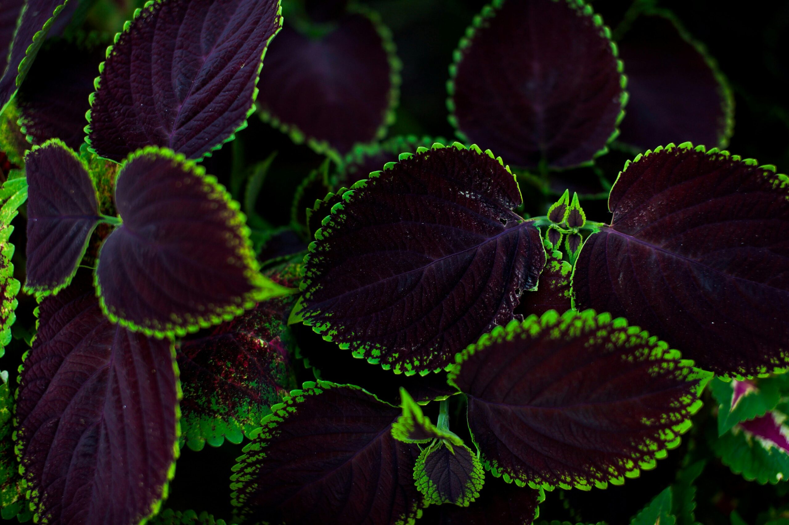 coleus