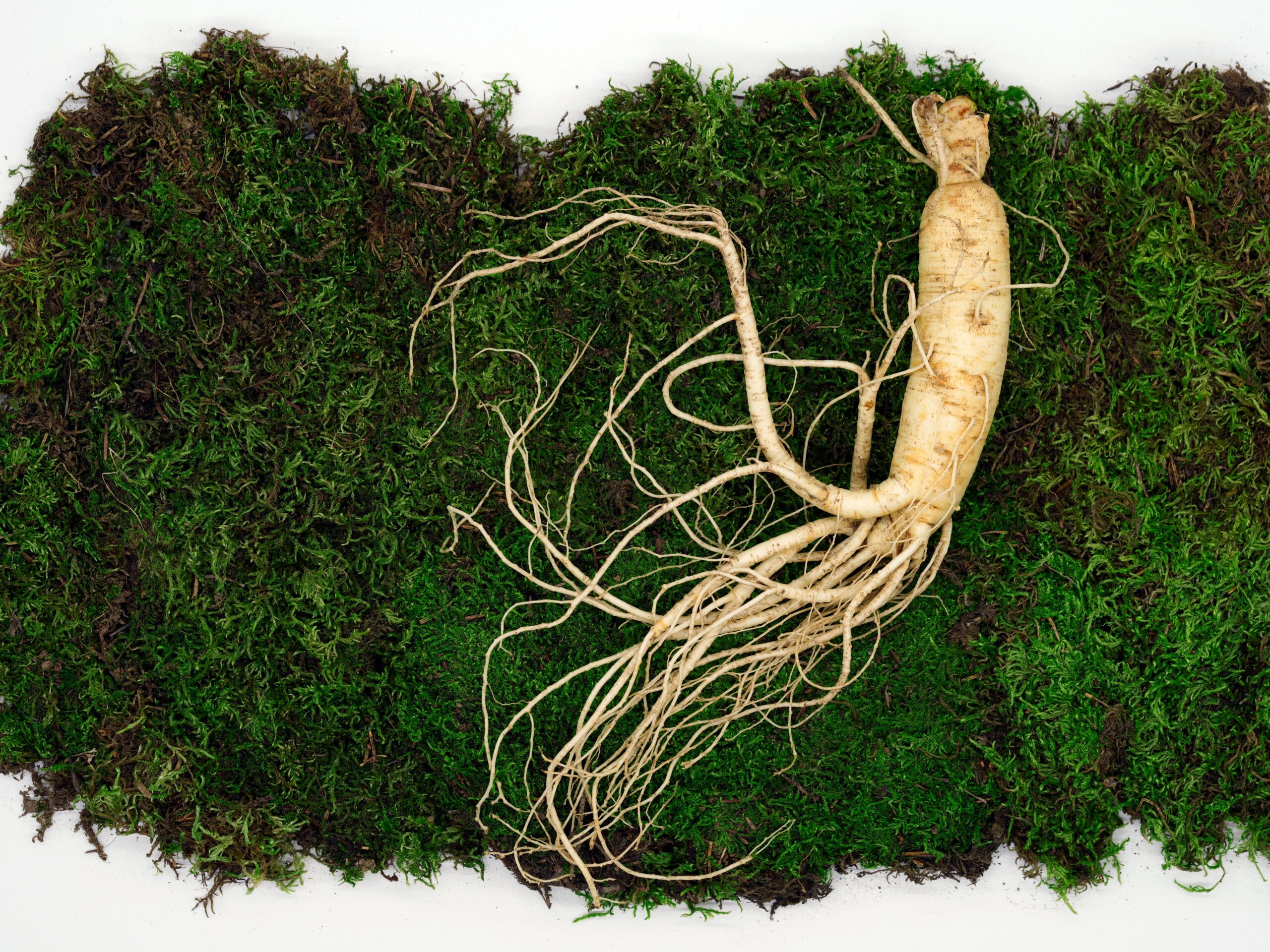 ginseng